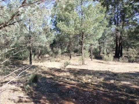 " MAGS ROAD", Baradine NSW 2396, Baradine - Thumbnail 4