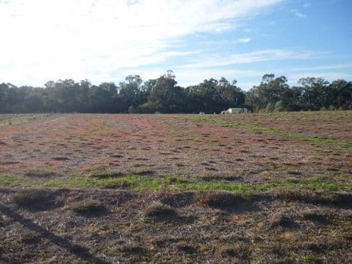 Lot 30 Billabong Creek Drive, Conargo NSW 2710, Conargo - Thumbnail 5