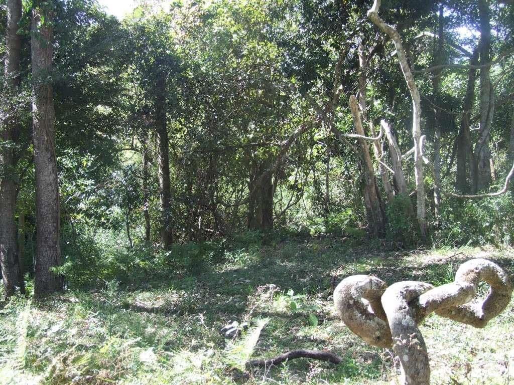 L57 Murphy Road, Ravensbourne QLD 4352, Ravensbourne - Thumbnail 4