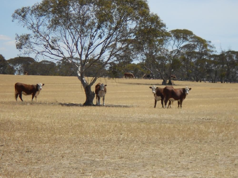 4703 Emu Flat Road, Bordertown SA 5268, Bordertown - Thumbnail 2