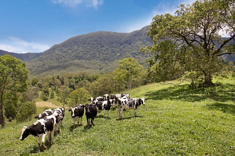 Lot 42 Stoddarts Road, TYALGUM NSW 2484, Tyalgum - Thumbnail 4