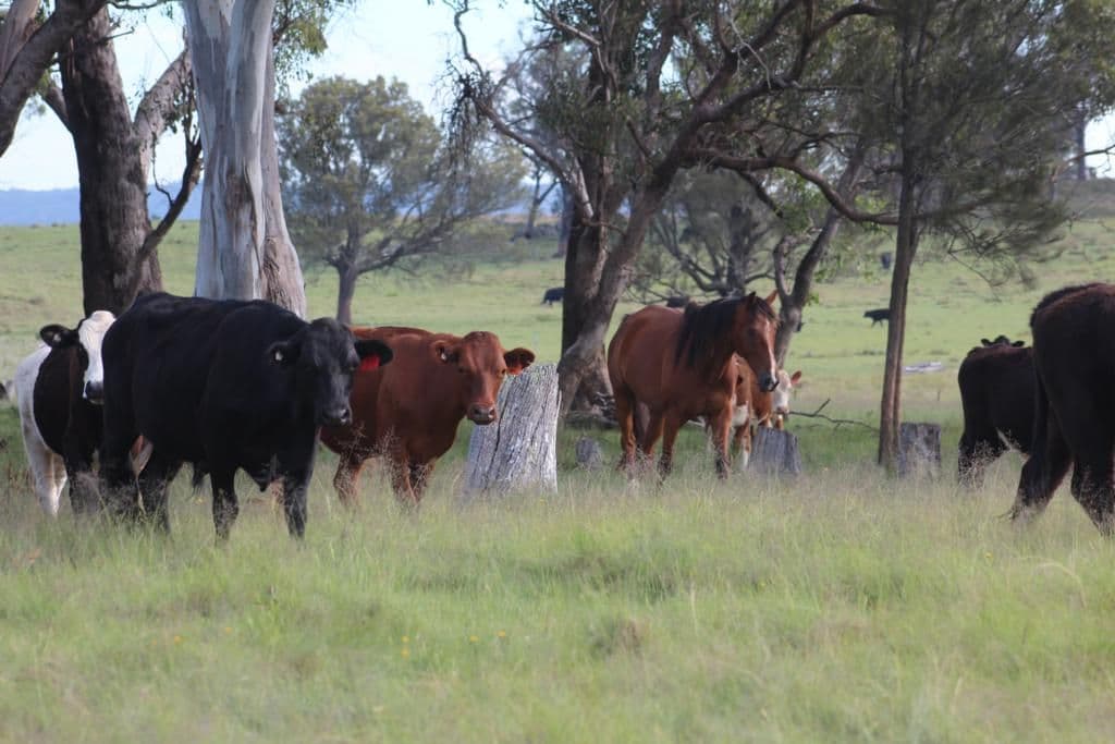 Lot 622 Sunnyside Loop Road, TENTERFIELD NSW 2372, Tenterfield - Image 1