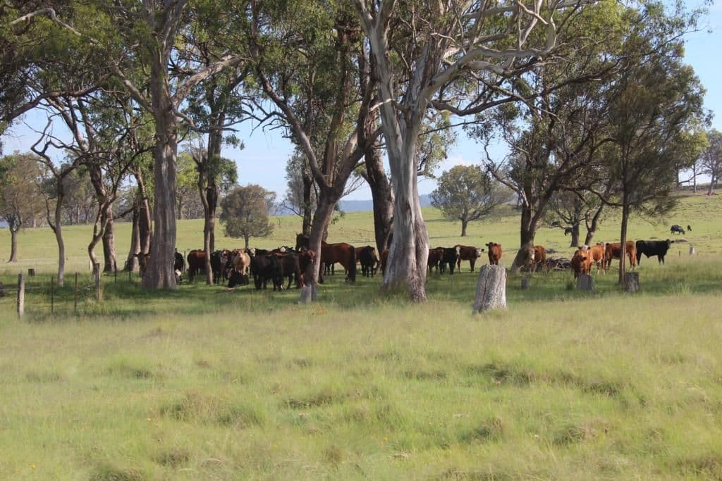 Lot 622 Sunnyside Loop Road, TENTERFIELD NSW 2372, Tenterfield - Thumbnail 4