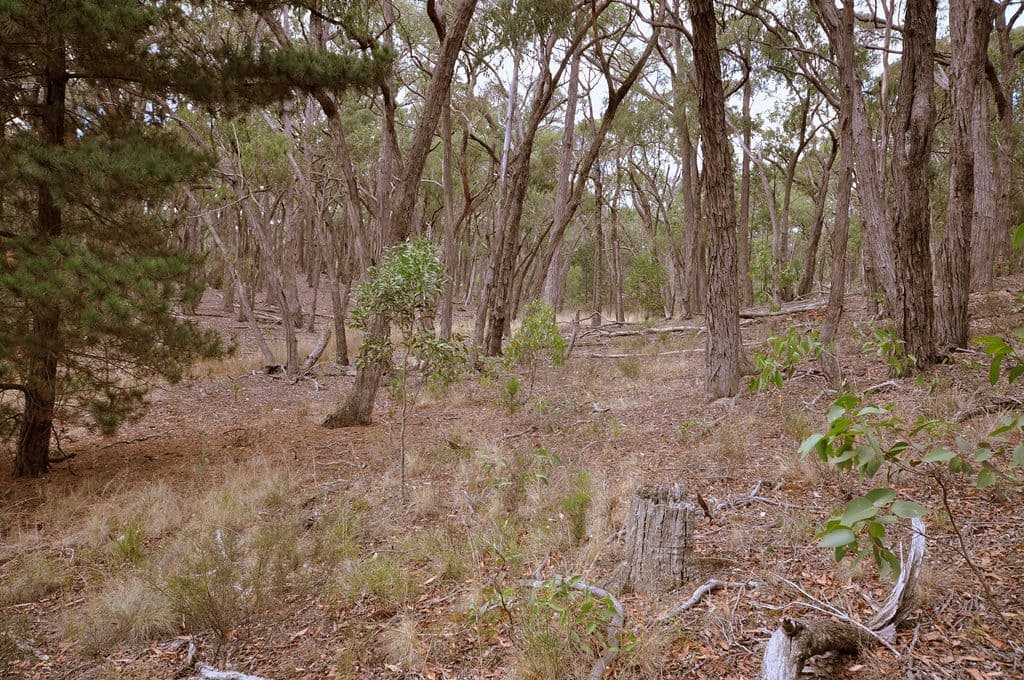 Lot 44 Eaglehawk Road, LAL LAL  Victoria  3352, Australia, Lal Lal - Thumbnail 2