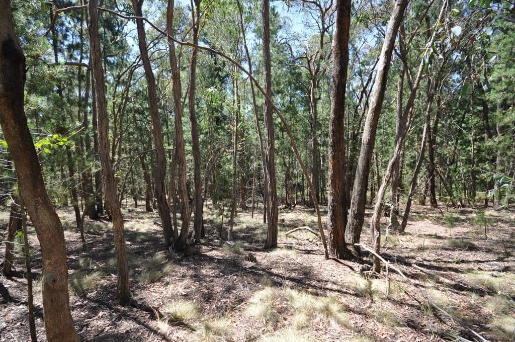 Lot 1 Glenelg Highway, LINTON  Victoria  3360, Australia, Linton - Thumbnail 7