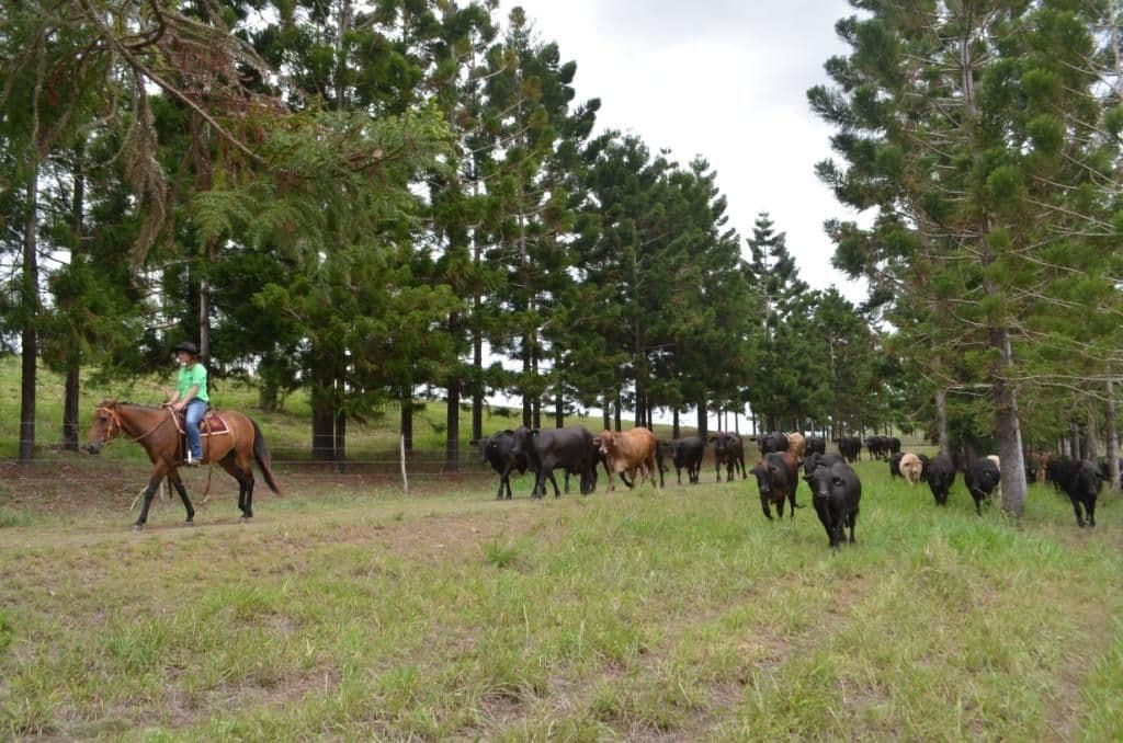Harwin Park, MACKAY QLD 4740, Mackay - Thumbnail 8
