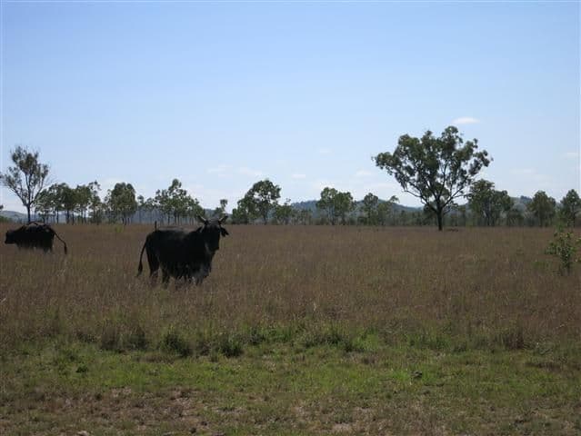 0 Leichhardt Highway, DULULU QLD 4702, Dululu - Thumbnail 4