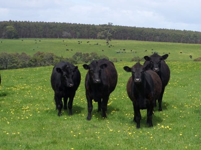 140 Shaws SS Road TAHARA via., Hamilton VIC 3300, Hamilton - Thumbnail 8
