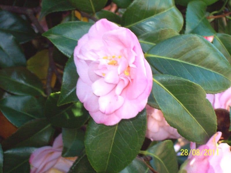 33 Atkinson Road, LEGANA TAS 7277, Legana - Thumbnail 3