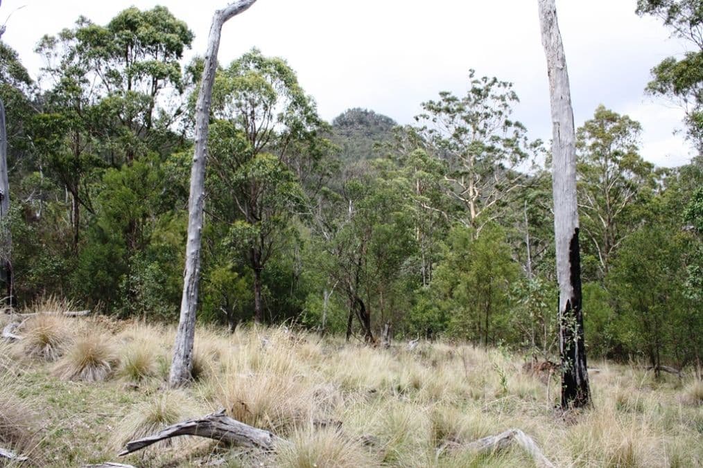 2175 Top Swanfels Road, SWANFELS QLD 4371, Swanfels - Thumbnail 4