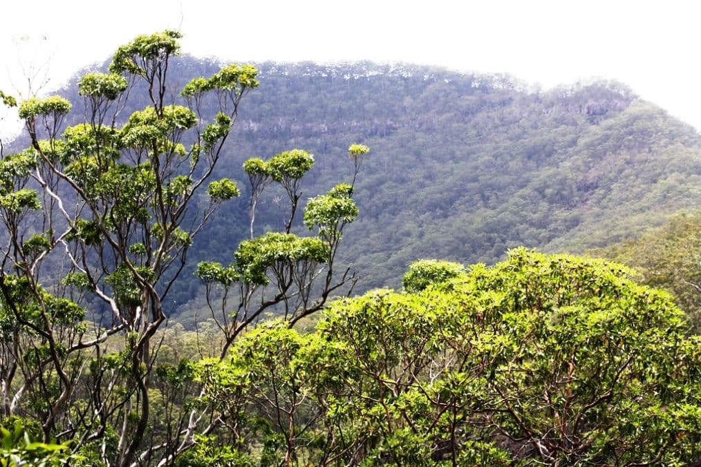 2175 Top Swanfels Road, SWANFELS QLD 4371, Swanfels - Thumbnail 7