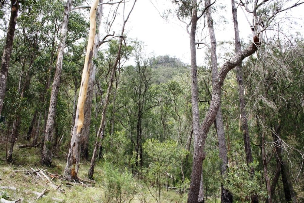 2175 Top Swanfels Road, SWANFELS QLD 4371, Swanfels - Thumbnail 2