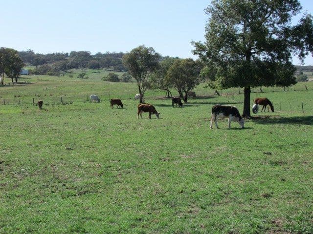 MOLONG NSW 2866, Molong - Thumbnail 2