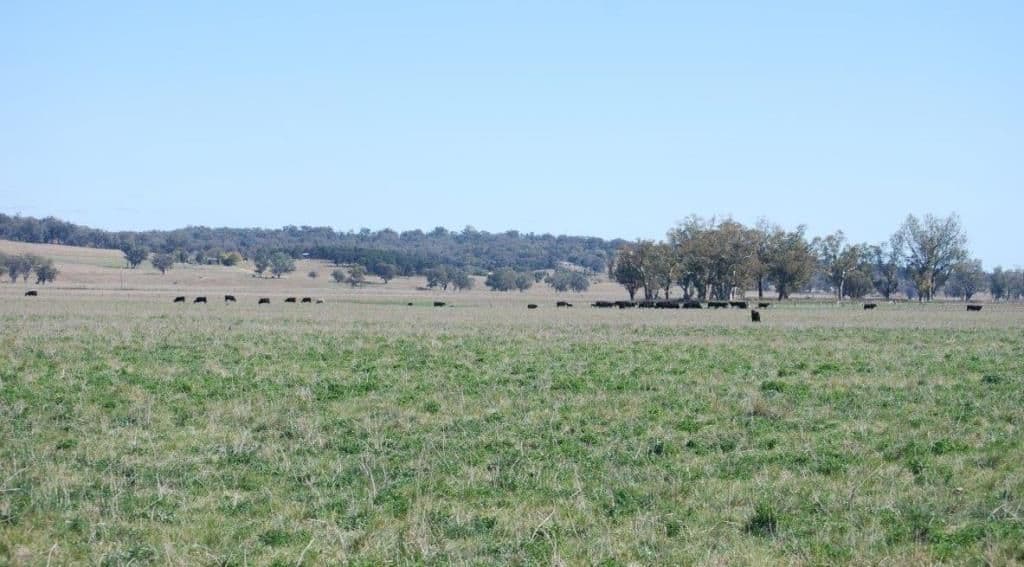 260 Knights Road, QUIRINDI NSW 2343, Quirindi - Thumbnail 4