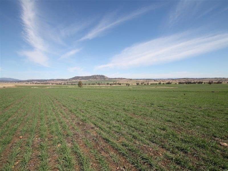 276 Spains Lane, QUIRINDI NSW 2343, Quirindi - Thumbnail 4