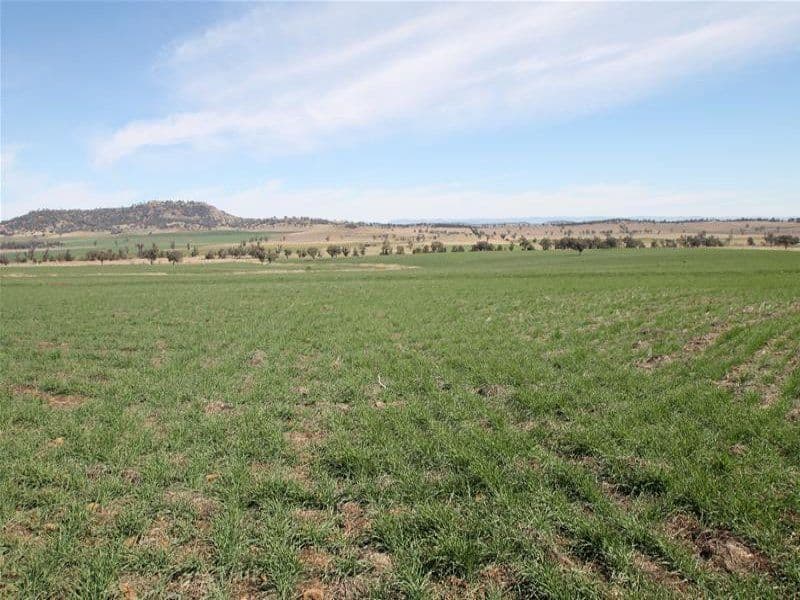 276 Spains Lane, QUIRINDI NSW 2343, Quirindi - Thumbnail 5