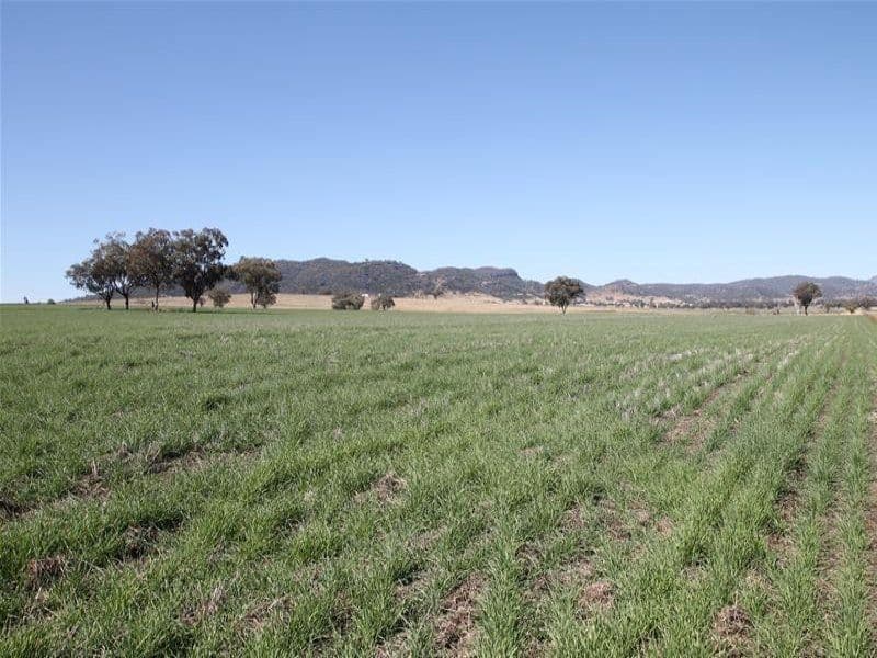 276 Spains Lane, QUIRINDI NSW 2343, Quirindi - Thumbnail 6