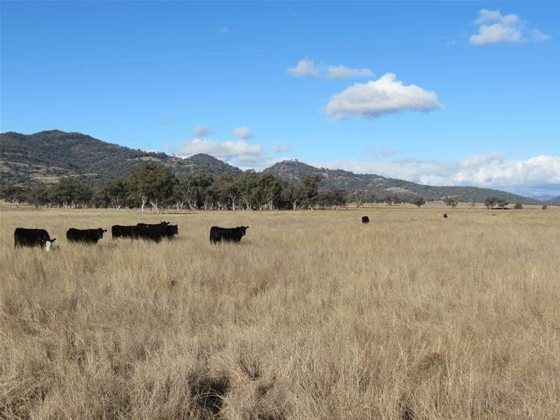 201 Yorks Road, QUIRINDI NSW 2343, Quirindi - Image 1