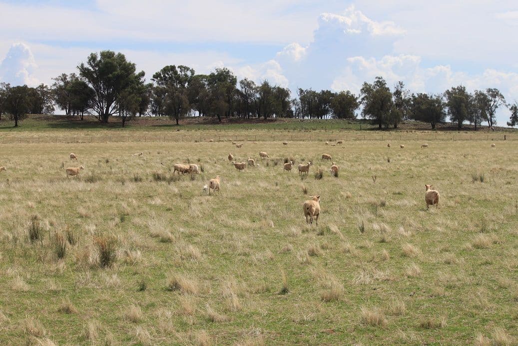 Lot 4 Sunset Ridge, FORBES NSW 2871, Forbes - Thumbnail 4