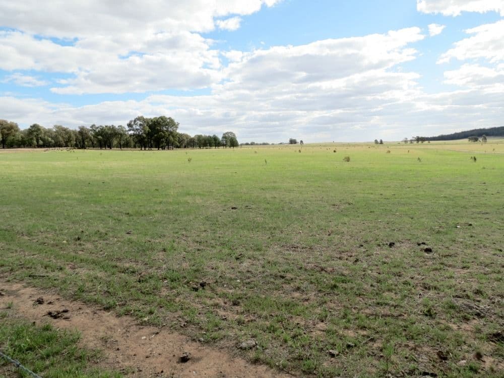 60 Springdam Road, TEMORA NSW 2666, Temora - Thumbnail 2