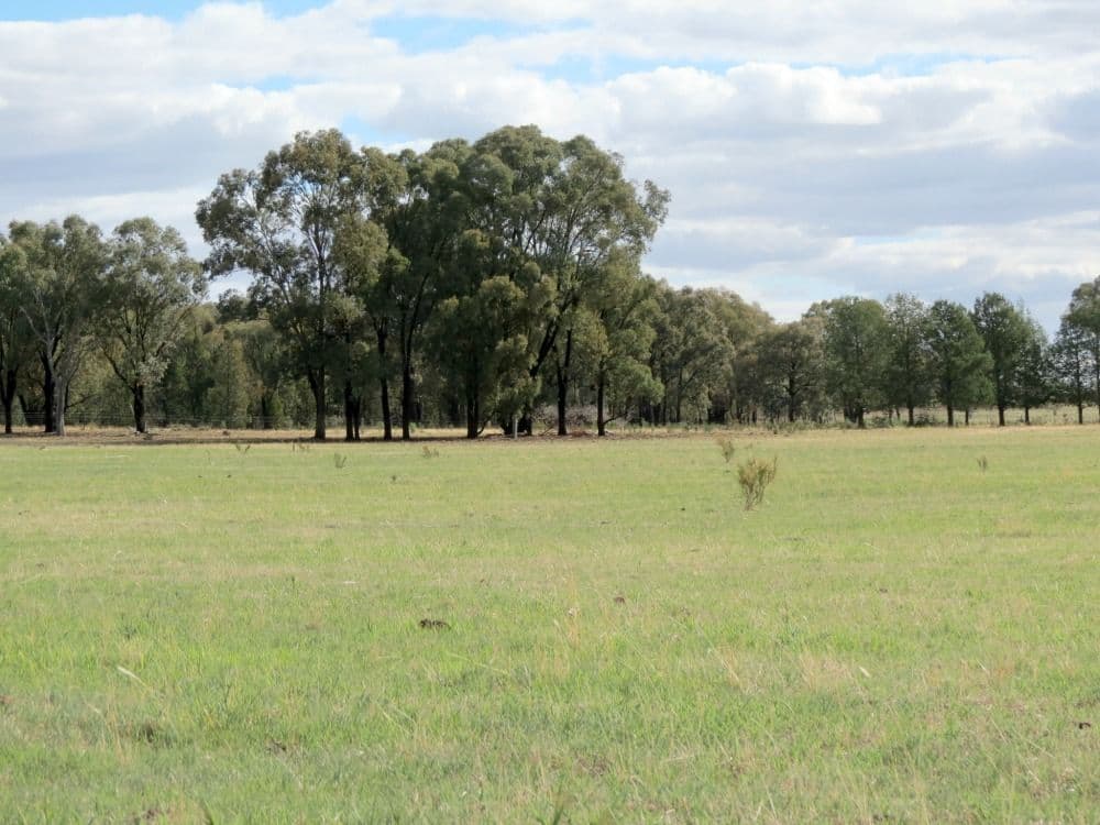 60 Springdam Road, TEMORA NSW 2666, Temora - Thumbnail 5