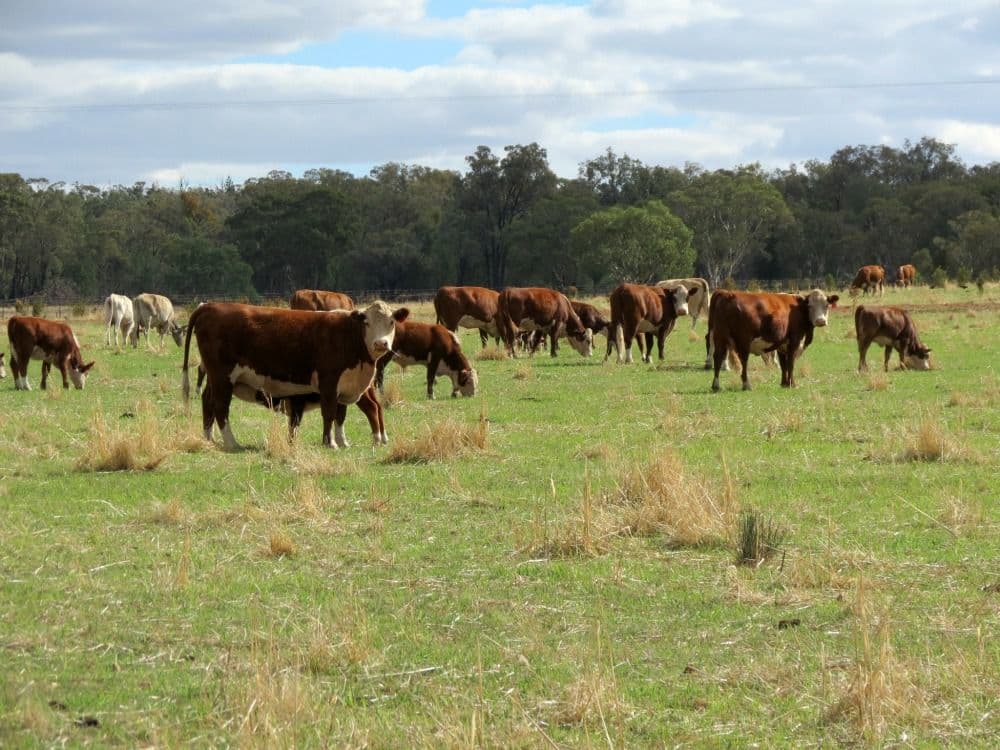 60 Springdam Road, TEMORA NSW 2666, Temora - Thumbnail 3
