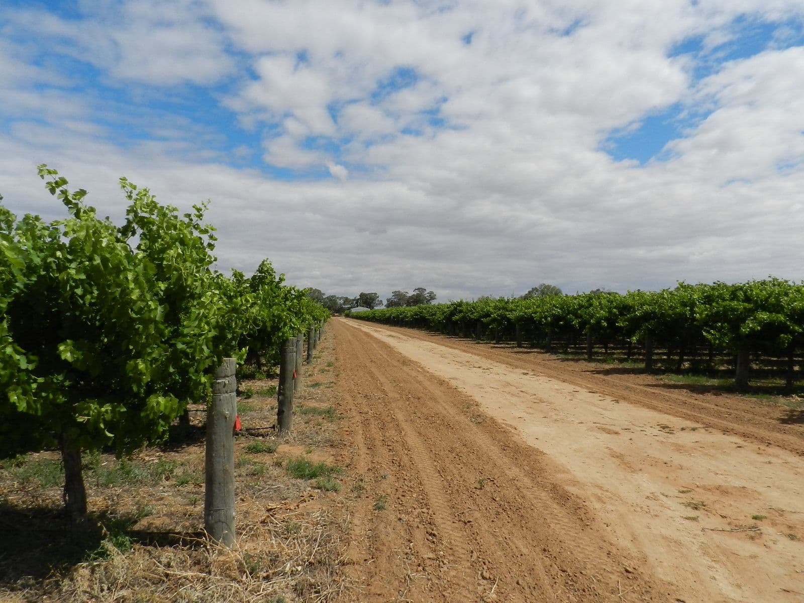 57 and 58 Schell Road, Cobdogla SA 5346, Cobdogla - Image 1