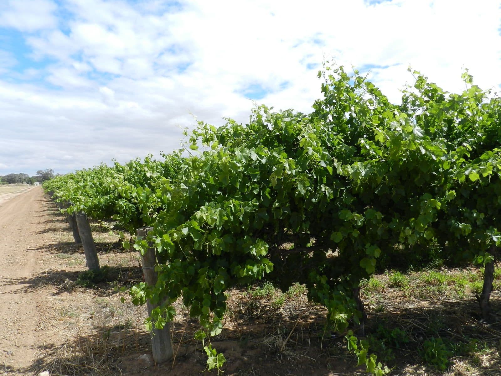 57 and 58 Schell Road, Cobdogla SA 5346, Cobdogla - Thumbnail 5