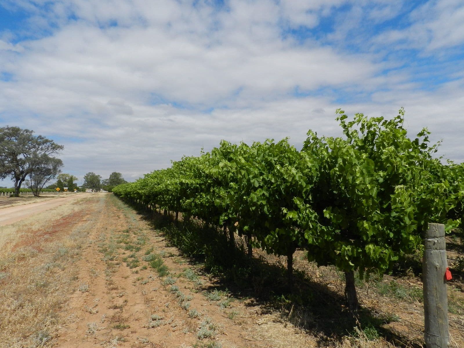 57 and 58 Schell Road, Cobdogla SA 5346, Cobdogla - Thumbnail 6