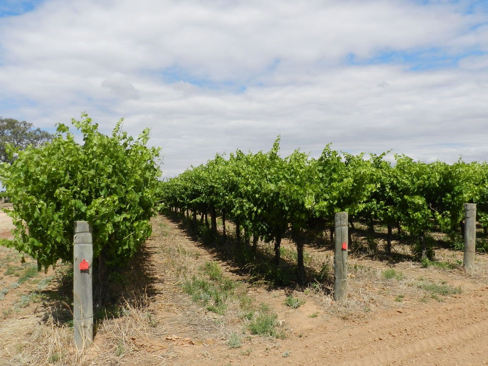 57 and 58 Schell Road, Cobdogla SA 5346, Cobdogla - Thumbnail 4