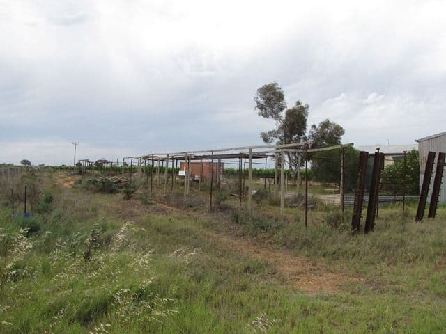 60 Forward Avenue, LOVEDAY SA 5345, Loveday - Thumbnail 2