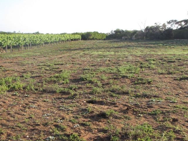 Sec 383 Thiele Road, LOVEDAY SA 5345, Loveday - Thumbnail 5