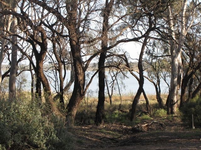 Sec 383 Thiele Road, LOVEDAY SA 5345, Loveday - Thumbnail 2