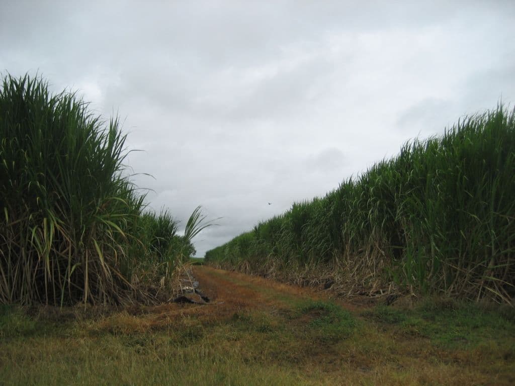 JARVISFIELD QLD 4807, Jarvisfield - Image 1