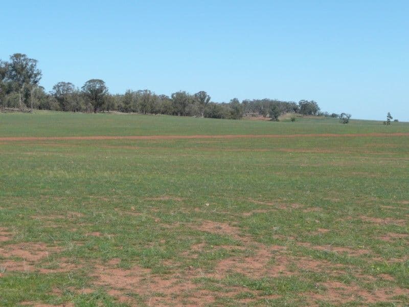 Lot 1 Sunset Ridge, FORBES NSW 2871, Forbes - Thumbnail 3