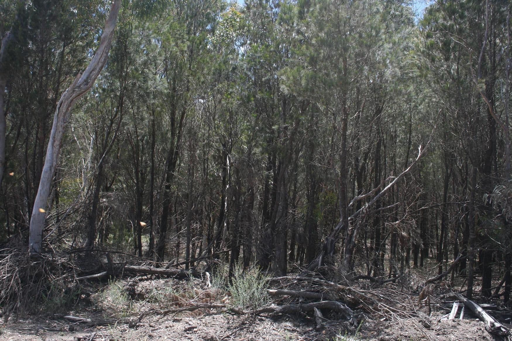 134 Gumnut Crescent, BUNGONIA NSW 2580, Bungonia - Thumbnail 7