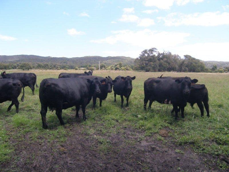 Lot 2842 Thompson Road, LOWLANDS WA 6330, Lowlands - Thumbnail 3