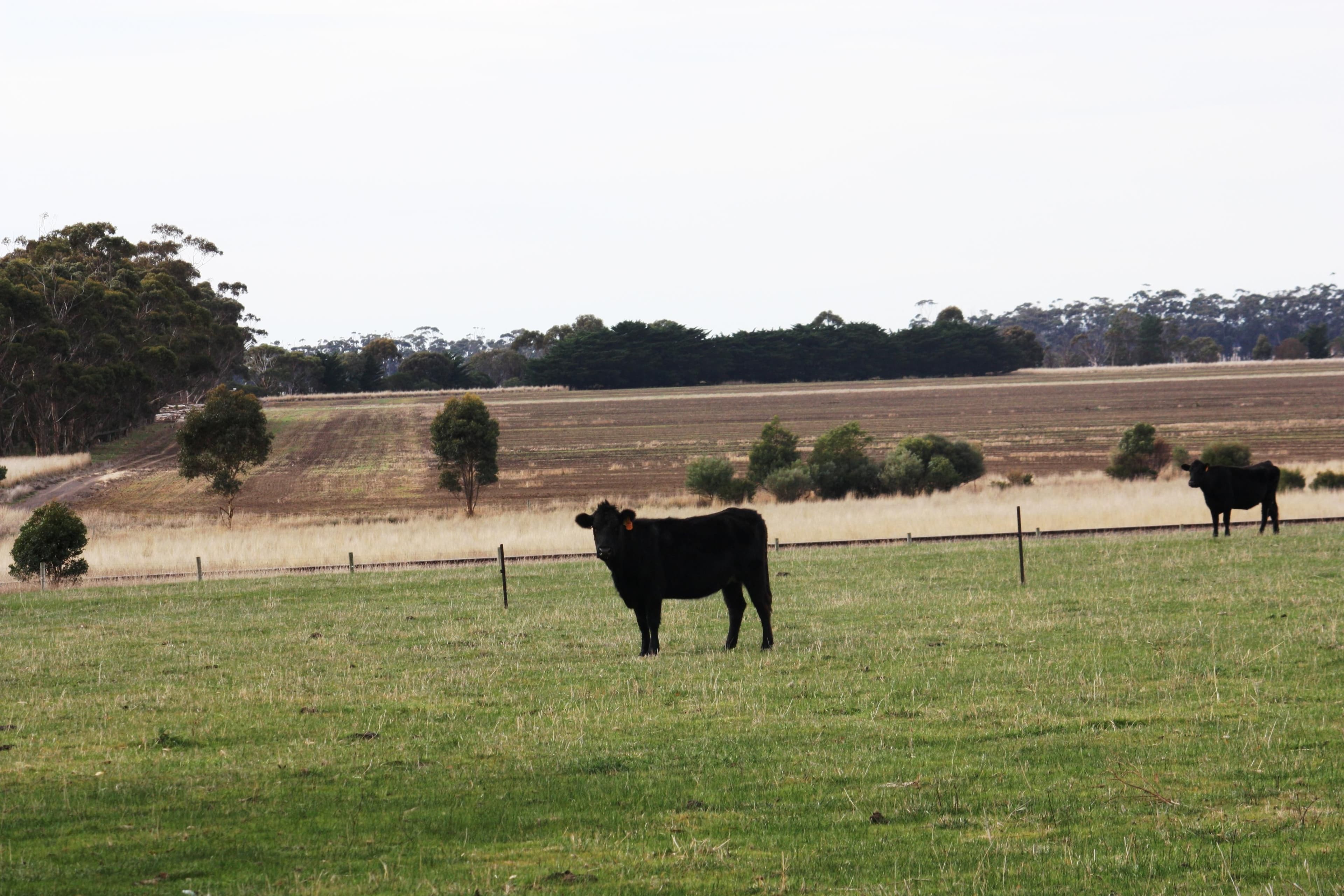28 Taylor Street, DERRINALLUM VIC 3325, Derrinallum - Thumbnail 4