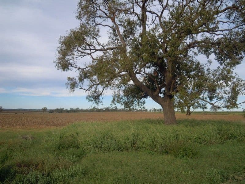 lot 45 Toowoomba Cecil Plains Road, MOUNT TYSON QLD 4356, Mount Tyson - Image 1