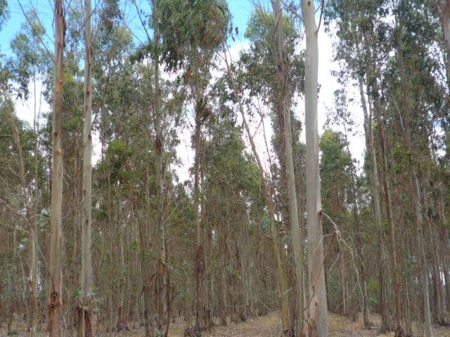 Lot 13 Watermans Road, MOUNT BARKER WA 6324, Mount Barker - Thumbnail 6