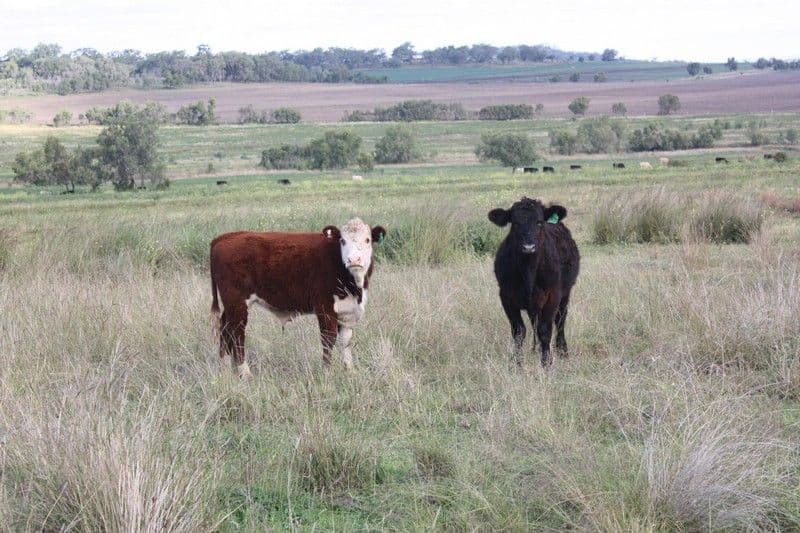 L2727 Scrubby Mt Road, PITTSWORTH QLD 4356, Pittsworth - Thumbnail 3