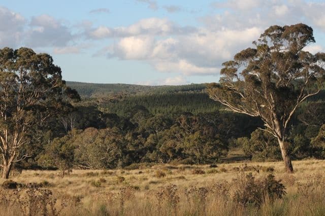 1362 Bald Ridge Road, BURRAGA NSW 2795, Burraga - Image 1