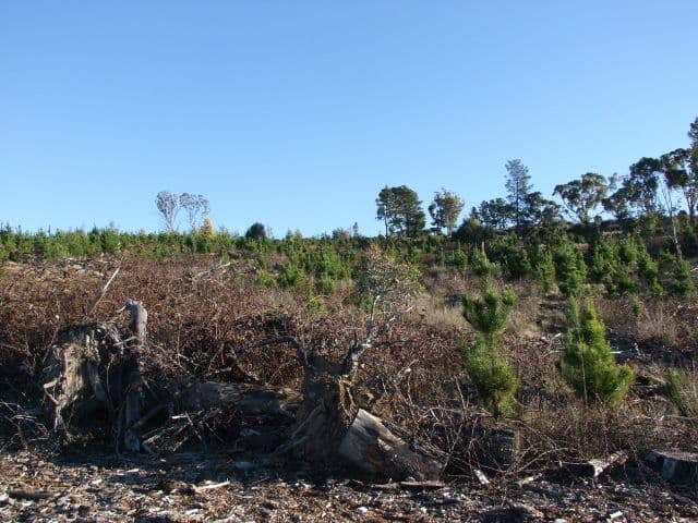 1327 Swallows Nest Road, OBERON NSW 2787, Oberon - Thumbnail 6
