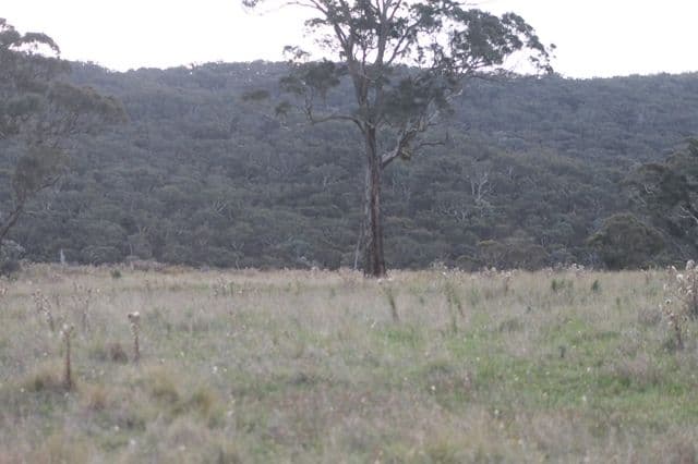 1362 Bald Ridge Road, BURRAGA NSW 2795, Burraga - Thumbnail 2