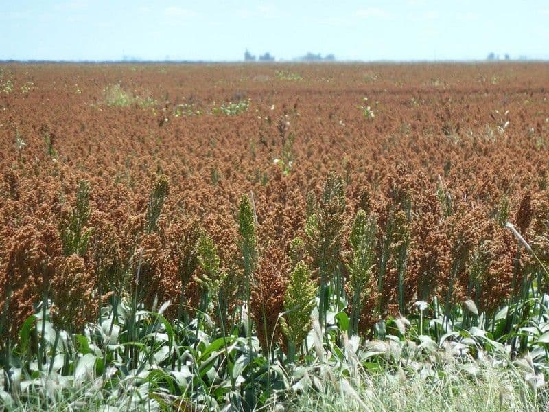 0 F Kents Road, Bongeen QLD 4356, Bongeen - Thumbnail 2
