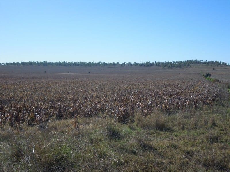 0 Matthews Road, JONDARYAN QLD 4403, Jondaryan - Thumbnail 4