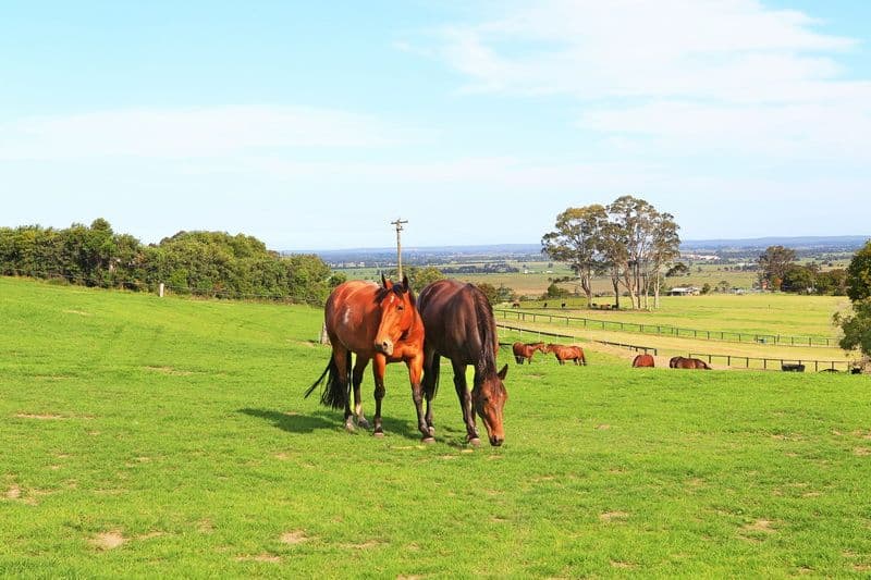 125 Elliotts Lane, MEROO MEADOW NSW 2540, Meroo Meadow - Thumbnail 3