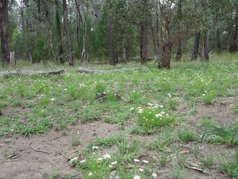 Lot 92 Fagans Road, WERANGA QLD 4405, Weranga - Thumbnail 3