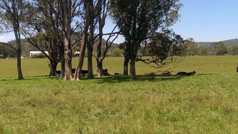 Lot 21, 1397 Dungog Road, Dungog NSW 2420, Dungog - Thumbnail 6
