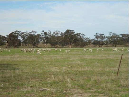 Lots 9 and 68 Ngarkat Highway, BORDERTOWN SA 5268, Bordertown - Thumbnail 4